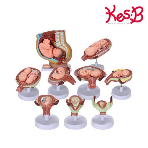 cs2024 태아발육모형/유아 교구 태아 아기 성장 모형