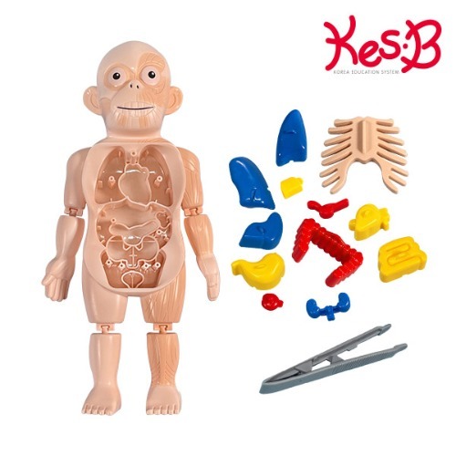 cs2210 미니 인체탐구/유아 과학 인체모형 신체 교구