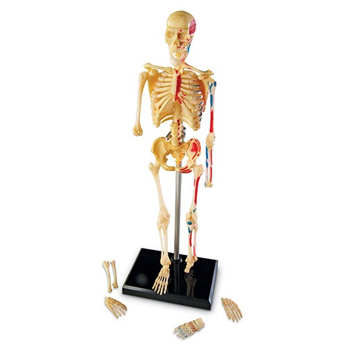 kh115 러닝리소스 인체골격모형/유아교구 신체 뼈 모형