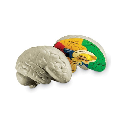 kh207 러닝리소스 인체뇌단면모형/신체 머리 모형 교구
