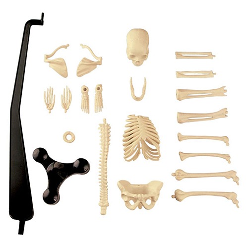 kh453 인체뼈모형(46cm) 과학교육실습용 키즈사이언스
