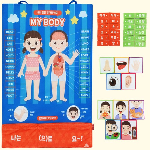 ag2192 매직캐슬 차트 나의몸/유아 교구 인체 신체모형